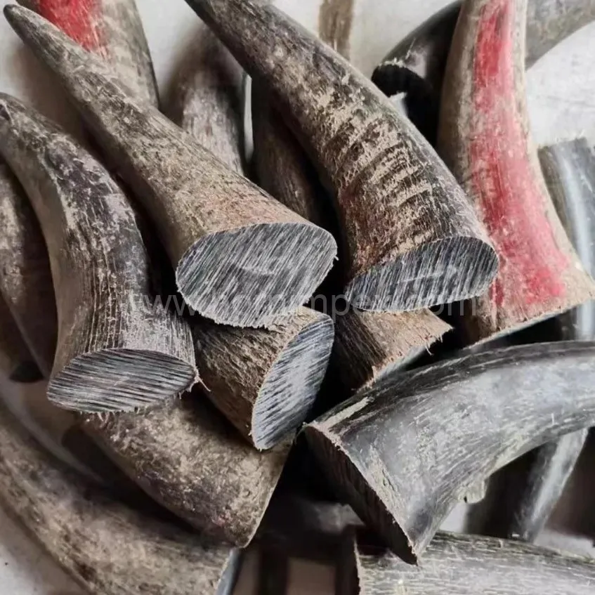 Buffalo Horn Solid Tips Supplier | Natural Buffalo Horn Material Manufacturer - Buffalo Horn Solid Tips - image 1