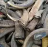 Premium Buffalo Horn Solid Tips for Knife Making, Handles & Craft Applications
