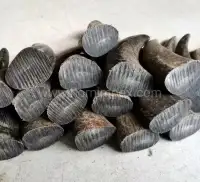 Buffalo Horn Solid Tips Supplier | Natural Buffalo Horn Material Manufacturer - 2nd View