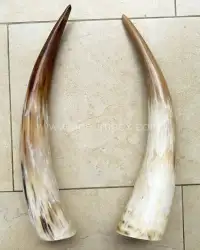 Natural Polished Buffalo Horn – Black & Marbled (8"–24") - Front View