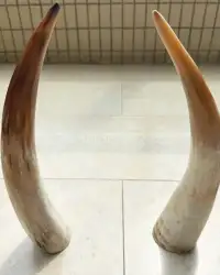 Natural Polished Buffalo Horn – Black & Marbled (8"–24") - Second View