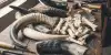 Raw Materials for Horn & Bone Products: The Foundation of HornImpex’s Craftsmanship
